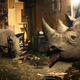 Illustration for article titled Conservation Program Helps Struggling Rhinos Adapt To Modern Ecosystem By Retraining Them As Urban Scavengers